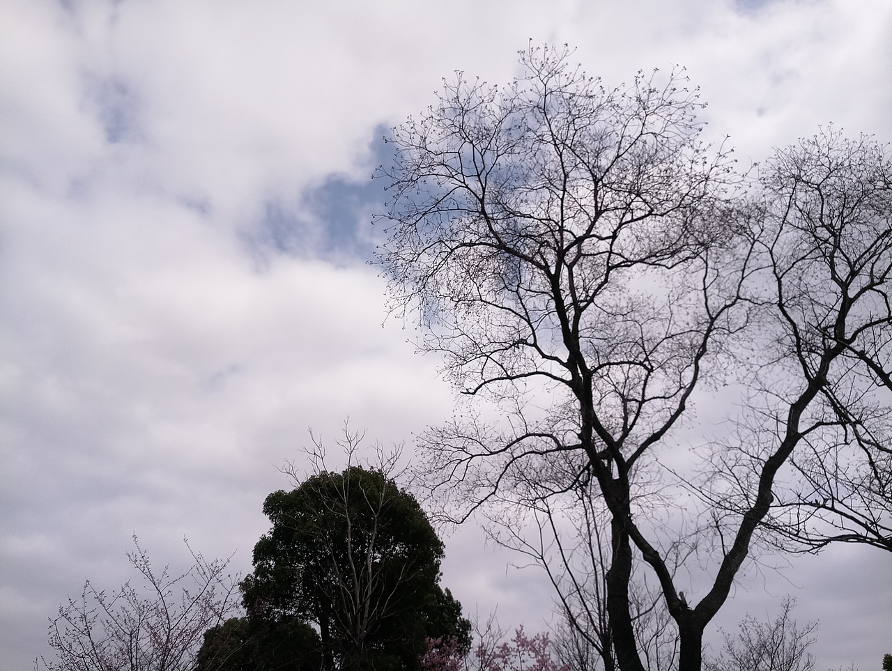 春之密影（图ZMTA4MjU4Mjk2） - 产品摄影 - 站酷设计师珍丫头原创素材 - 站酷ZCOOL