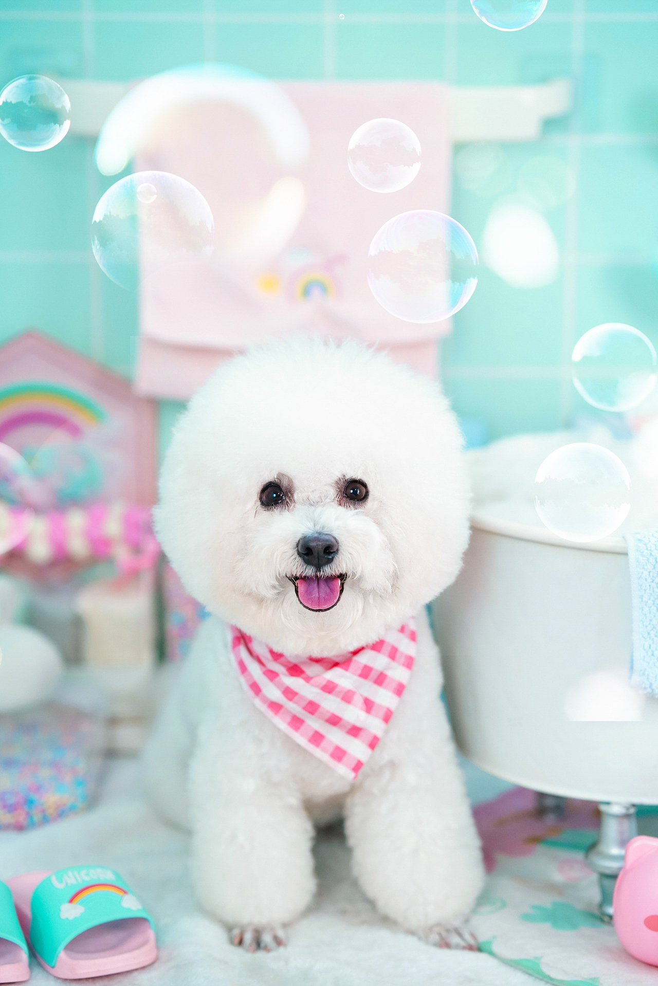 比熊摄影合集——宠爱拾光宠物摄影