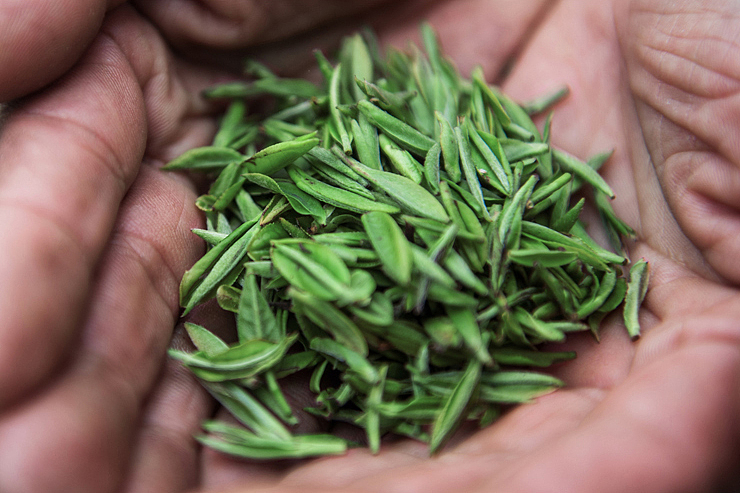 春茶包装设计：九亩茶舍青饮&雾毫（图ZNDg3MzAwNjQ=） - 包装 - 站酷设计师canaanvision原创素材 - 站酷ZCOOL