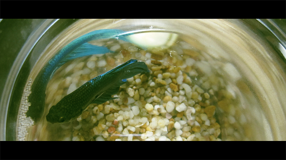 长镜头越拉越远越拉越远 事隔好几年