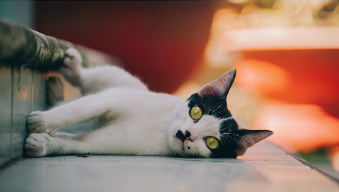 小且爱睡觉的个人主页（背景预览） - 主页背景设置 - 站酷设计师小且爱睡觉原创素材 - 站酷ZCOOL