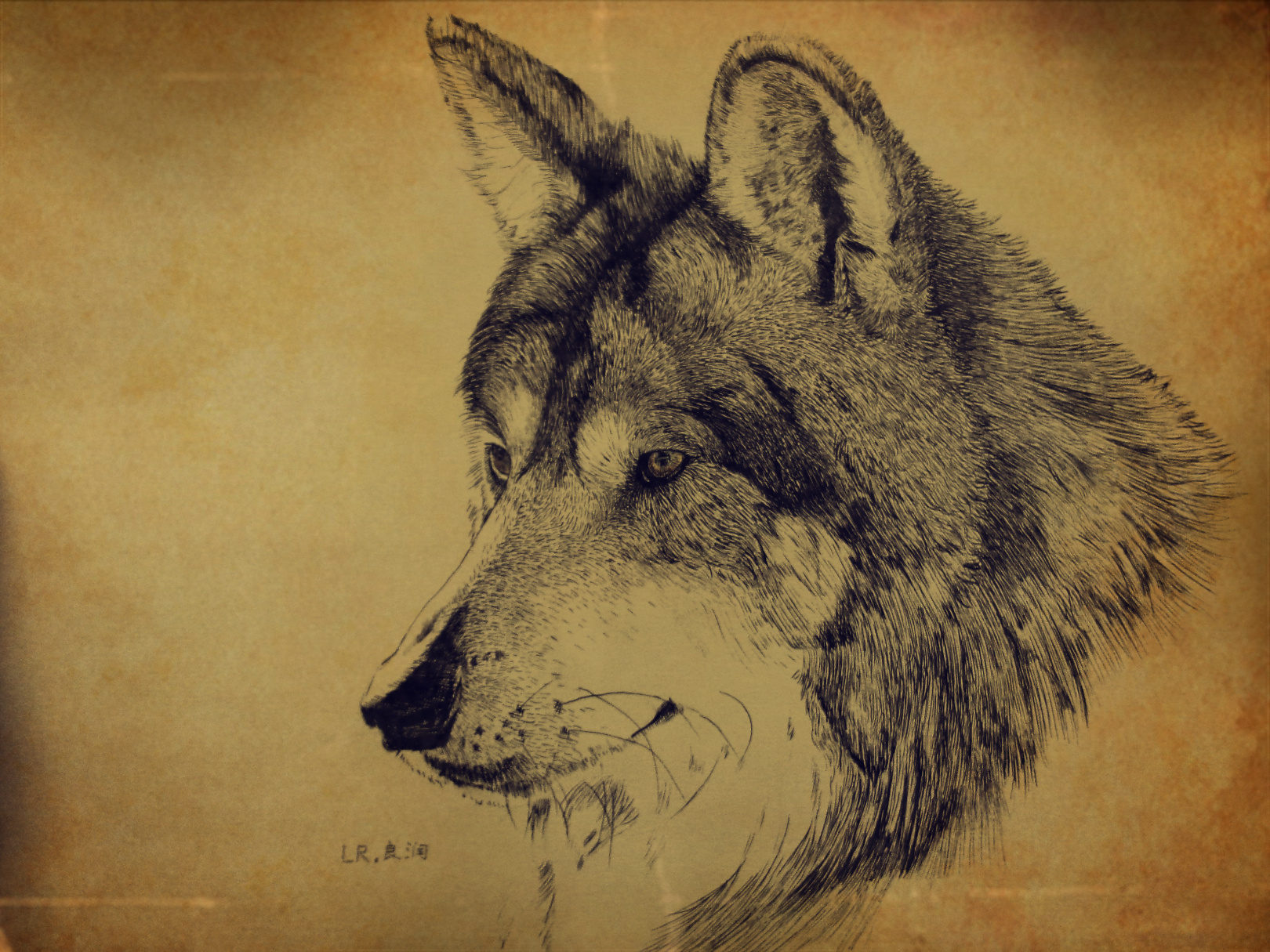 《关于一只狼的肖像》-钢笔