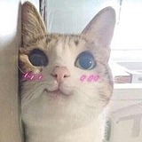 MIAOWIAO的头像
