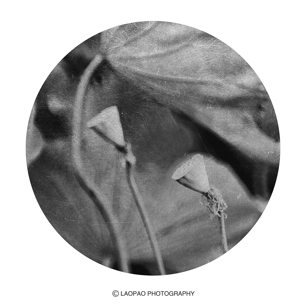 景，荷（图ZMjExNTk1Mzc2） - 人文/纪实摄影 - 站酷设计师老炮叔叔原创素材 - 站酷ZCOOL