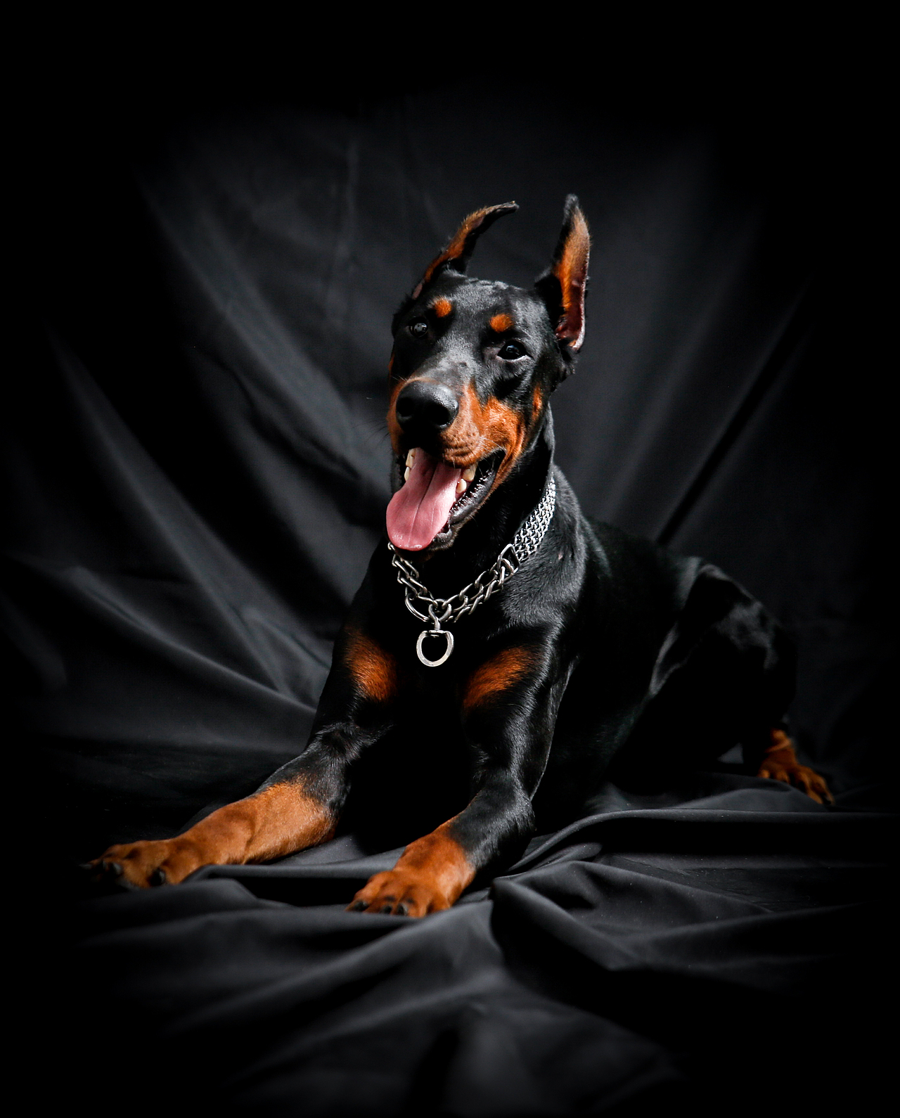 杜賓——悍馬（圖ZNzc0NjI5MDA=） - 寵物攝影 - 站酷設(shè)計(jì)師IPet寵物攝影原創(chuàng)素材 - 站酷ZCOOL