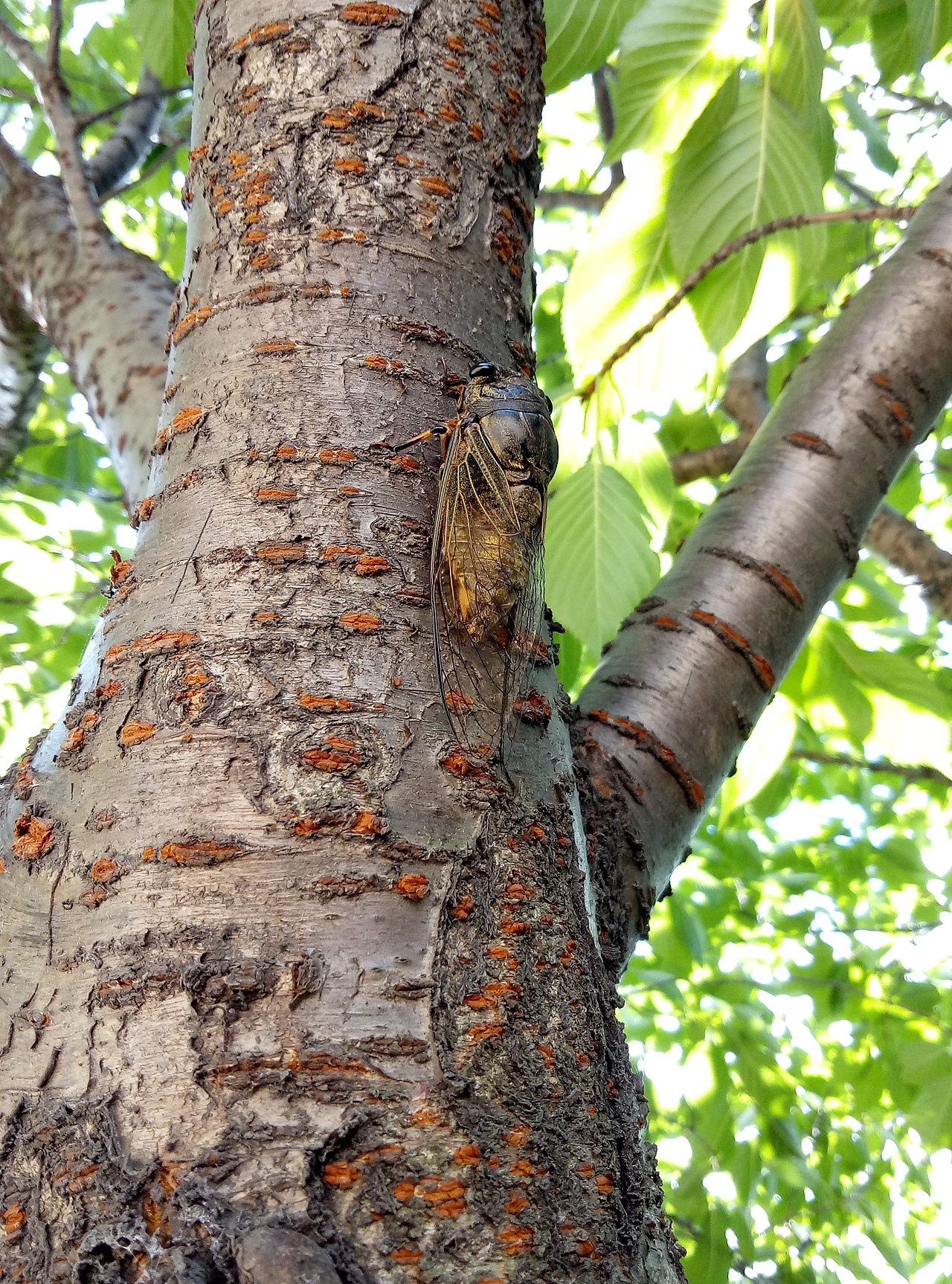 秋天的蝉在叫（图ZMTIxNDg3NTg4） - 宠物摄影 - 站酷设计师Z16605228原创素材 - 站酷ZCOOL