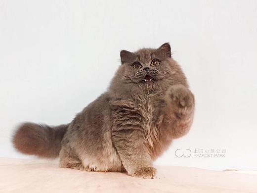 我的猫咪拍摄（个人主页-ZMjc5MDg2OTI=） - 宠物摄影 - 站酷设计师上海小熊公园原创素材 - 站酷ZCOOL