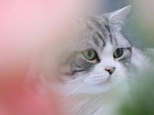 猫猫日常随拍