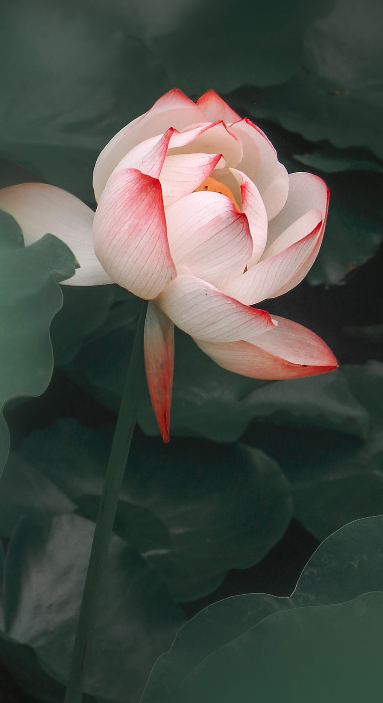 老年人的日常——周末-公园-荷塘（图ZMjYzMDAwNDEy） - 风光摄影 - 站酷设计师是叉叉吖原创素材 - 站酷ZCOOL