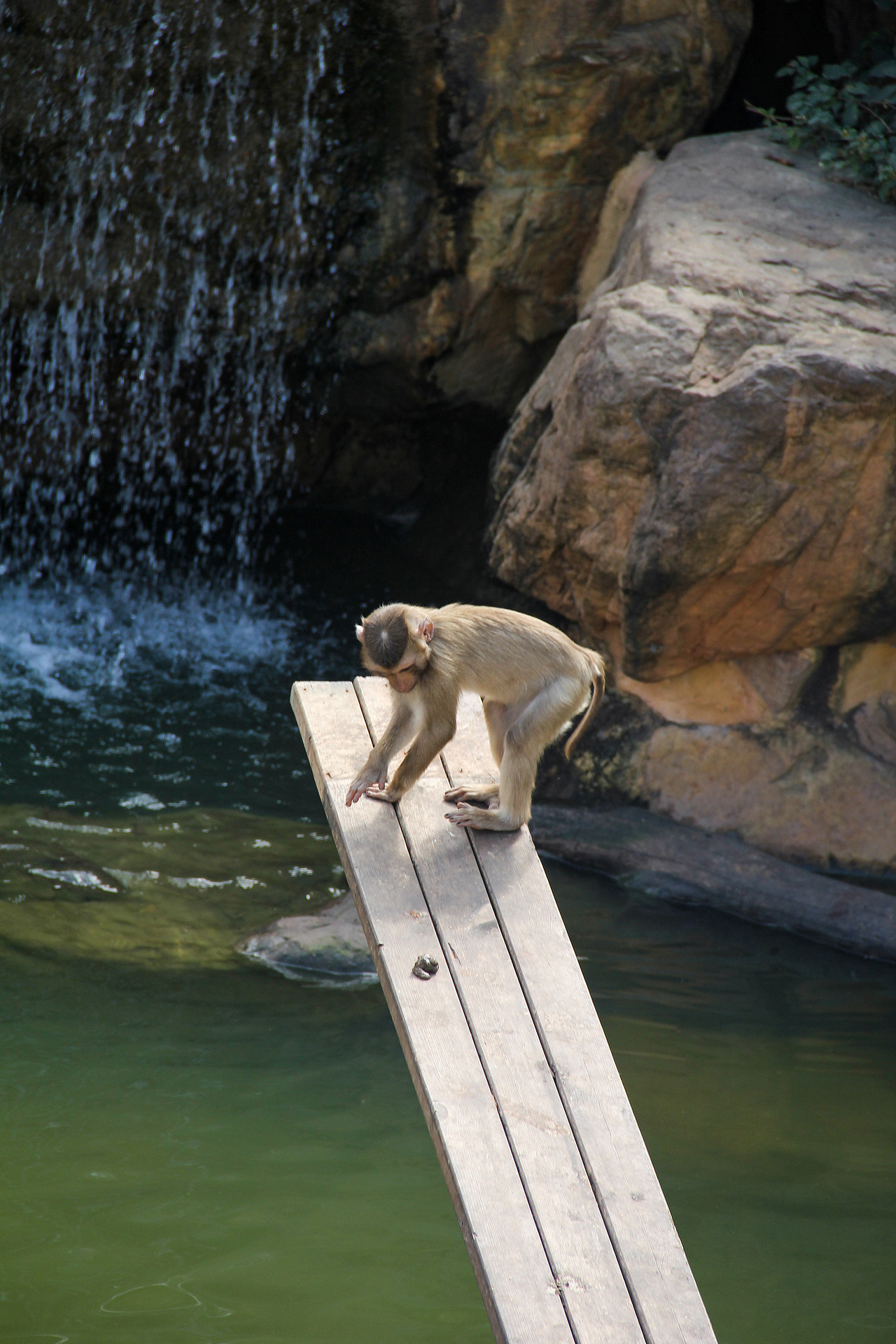 万物可爱（图ZMTk5OTY3NjI4） - 宠物摄影 - 站酷设计师小红帽JN原创素材 - 站酷ZCOOL
