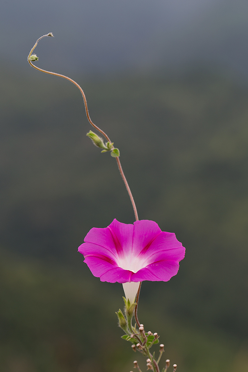 牵牛花又名喇叭花