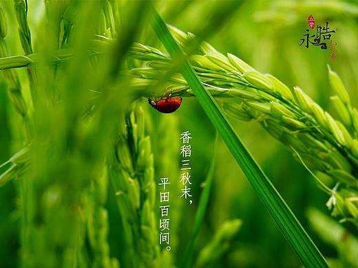 五常有机大米详情页