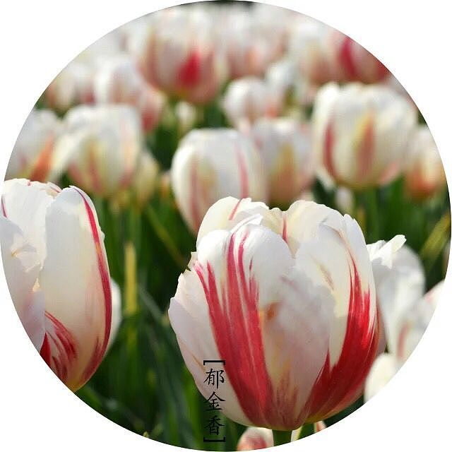 美丽的花儿看的我心花怒放（图ZMzg0NTUyNDg=） - 风光摄影 - 站酷设计师1252204415原创素材 - 站酷ZCOOL