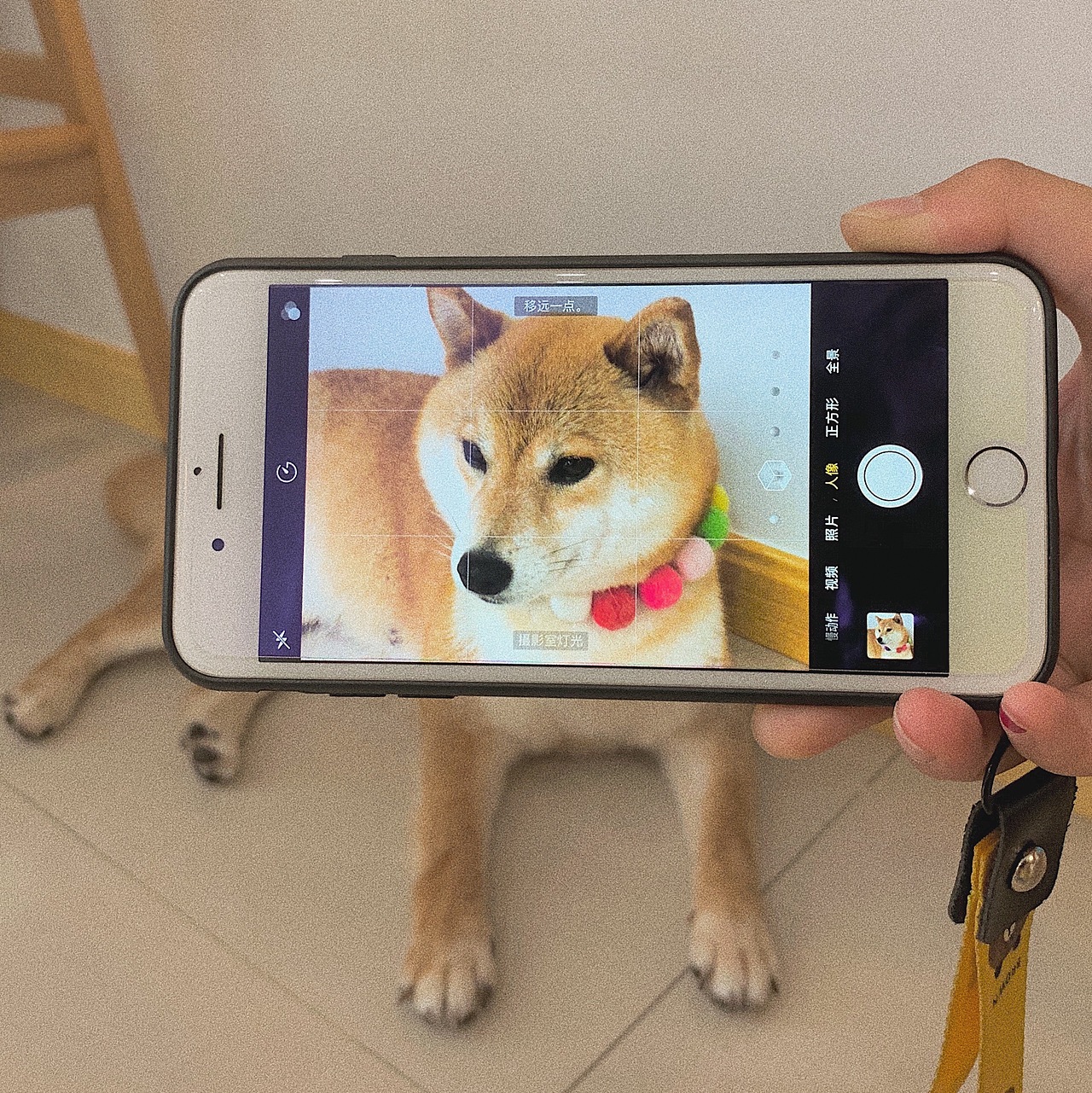 萌化夏天的废柴（图ZMTYyOTc1NDA4） - 宠物摄影 - 站酷设计师木子小Y原创素材 - 站酷ZCOOL