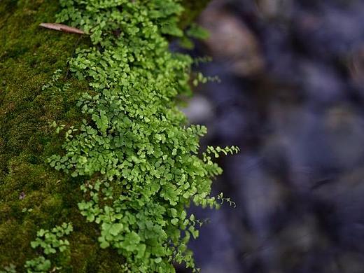 苔藓