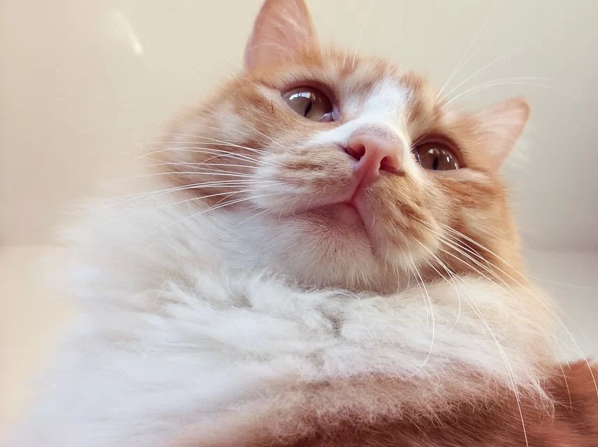 形影不离的“双”胞胎