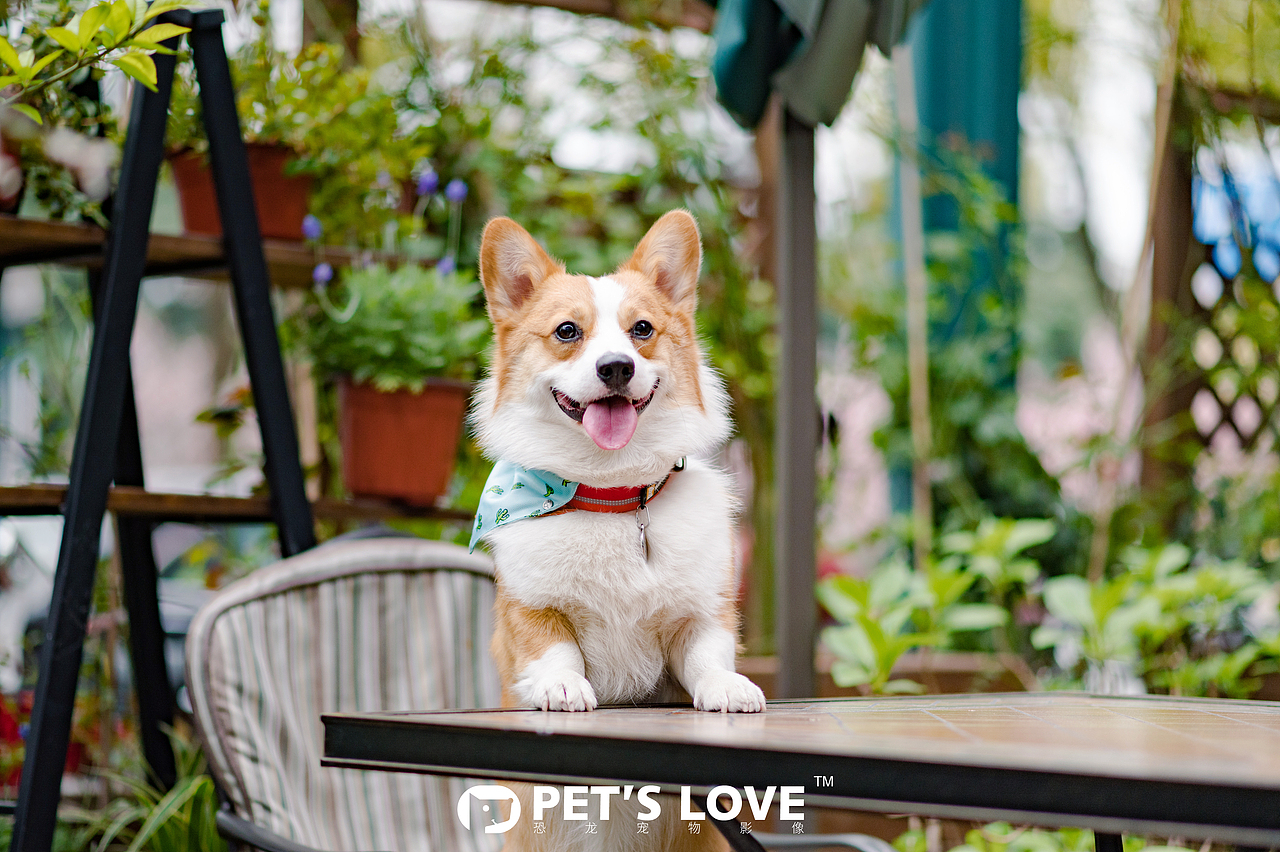 【恐龙】宠物摄影上海站-柯基麻将