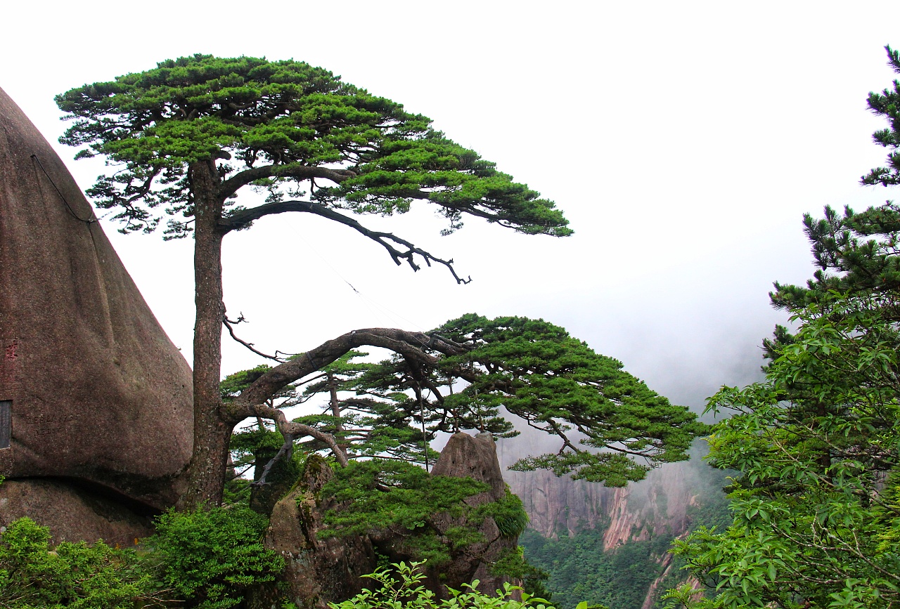 高山松-丽江园林绿化植物-图片