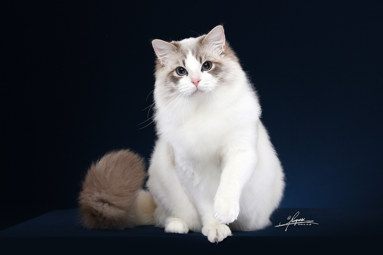 布偶猫amyworks,拍摄于北京|摄影|宠物摄影|amyworks赛猫摄影_原创