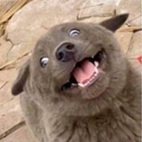 KK爱吃肉的头像