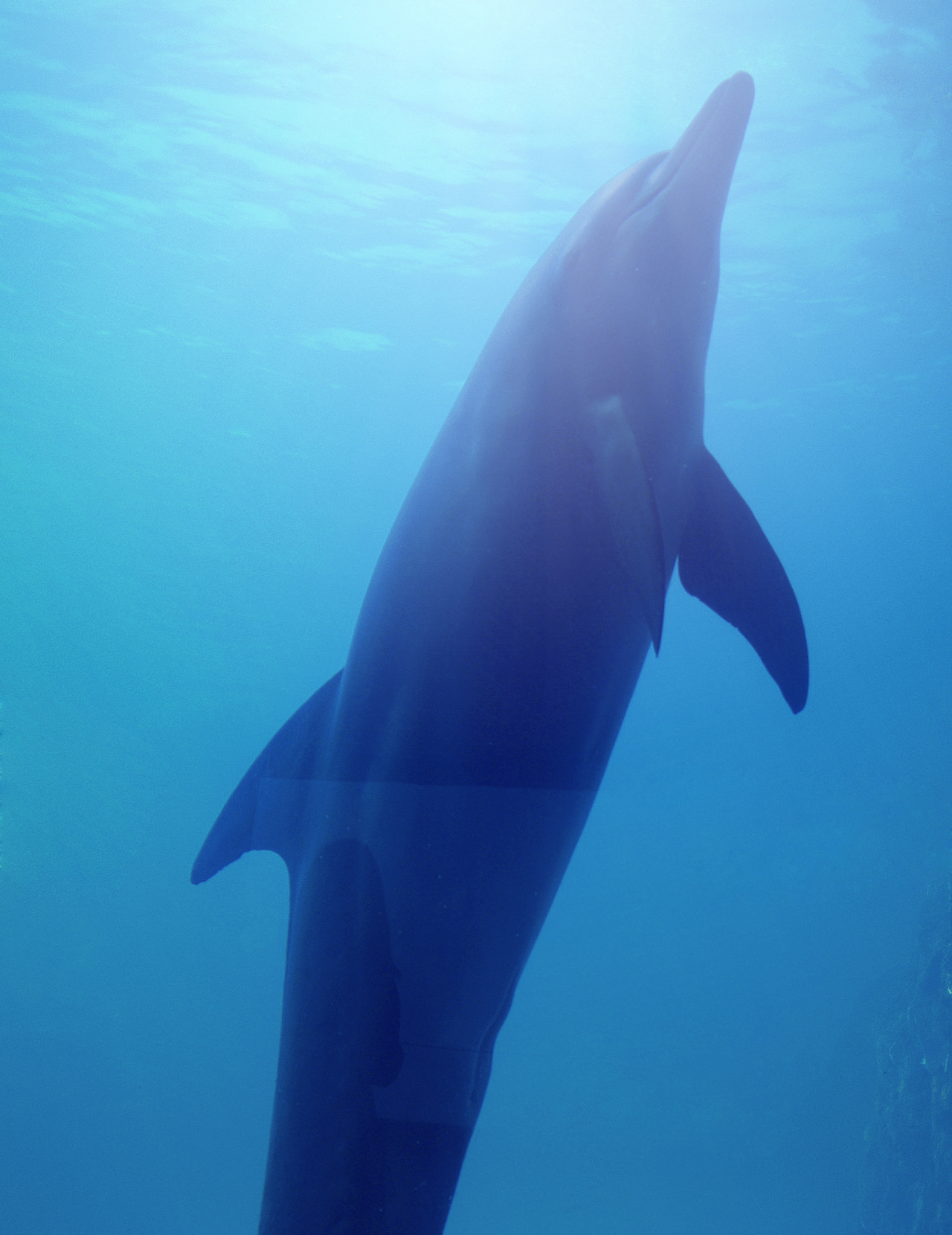 第二届中华白海豚保护宣传日在珠海长隆启动_央广网