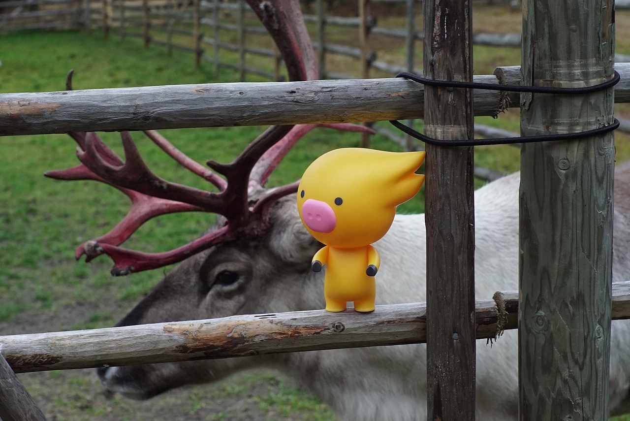 跟着飞猪去旅行