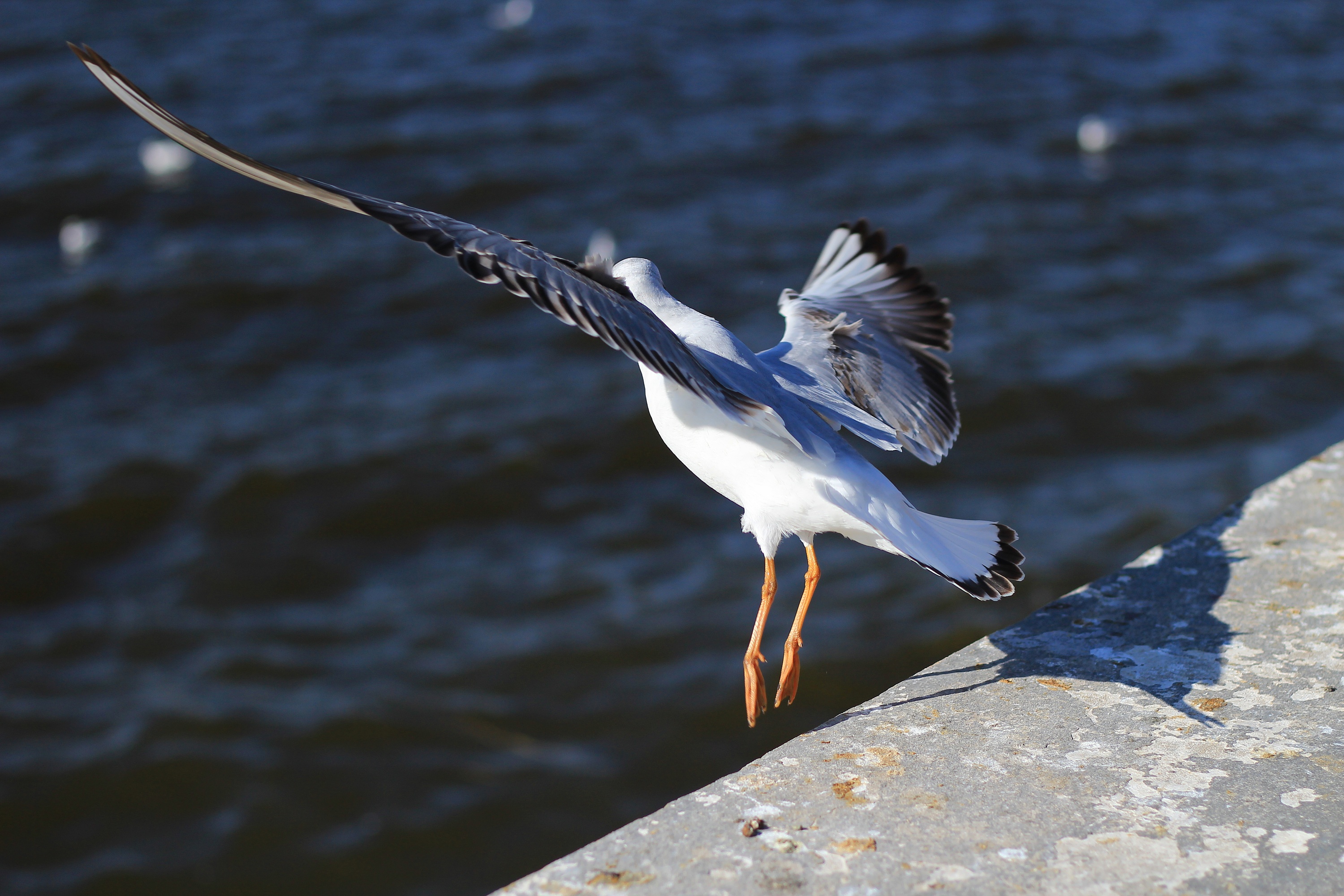 滇池海鸥|摄影|动物|lpxx555 - 原创作品 - 站酷 (ZCOOL)