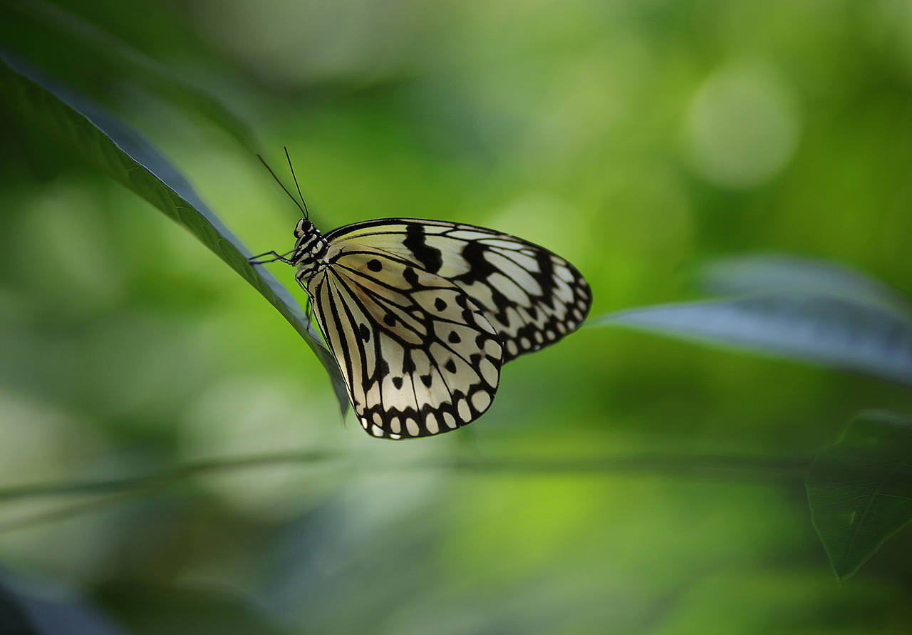 动物园摄影一组