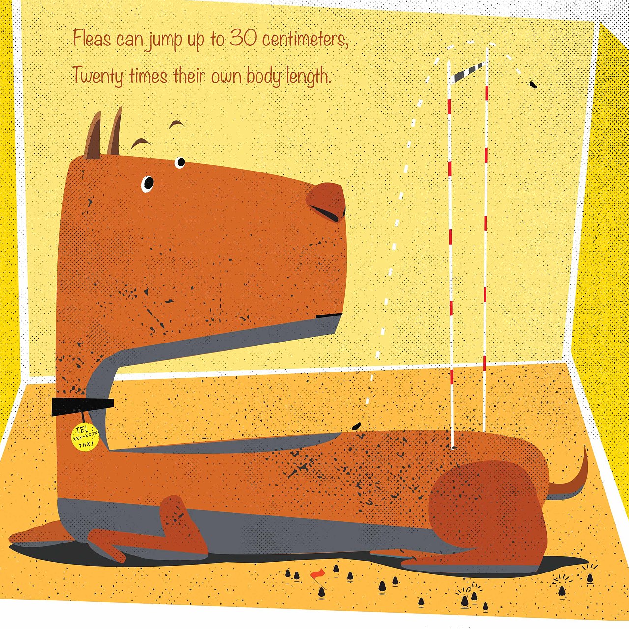 "跳蚤可以一次跳30厘米,是它们身体的二十倍.