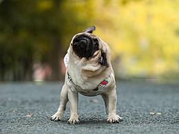 丑萌的巴哥【均木纪实宠物摄影】