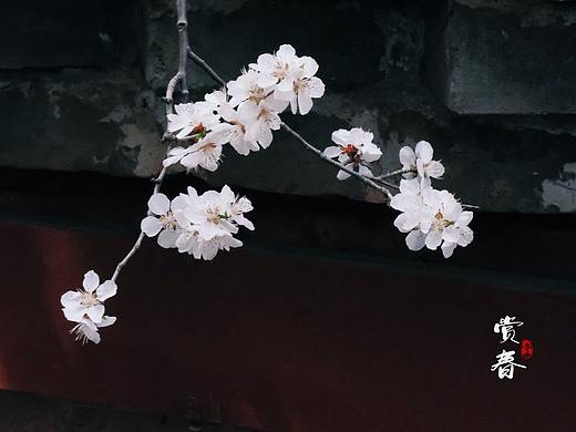 江南无所有,聊赠一枝春