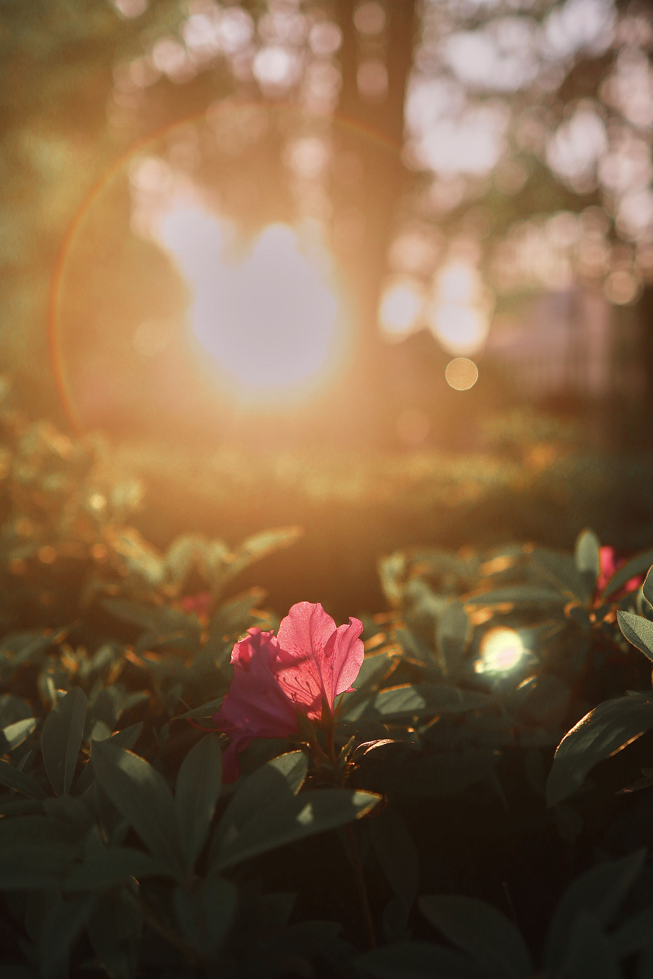 阳光灿烂 杜鹃花红