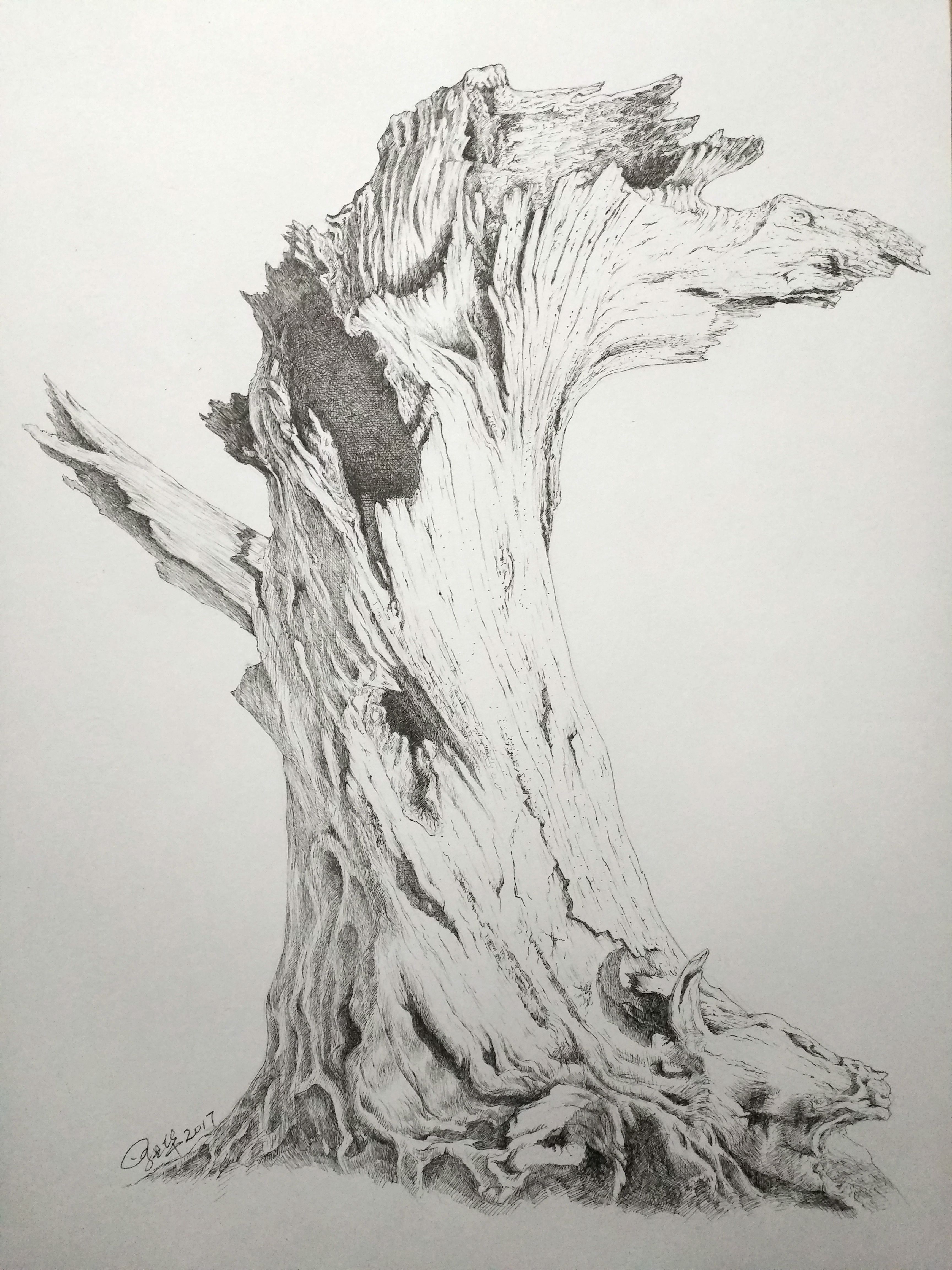 树桩素描画法图片