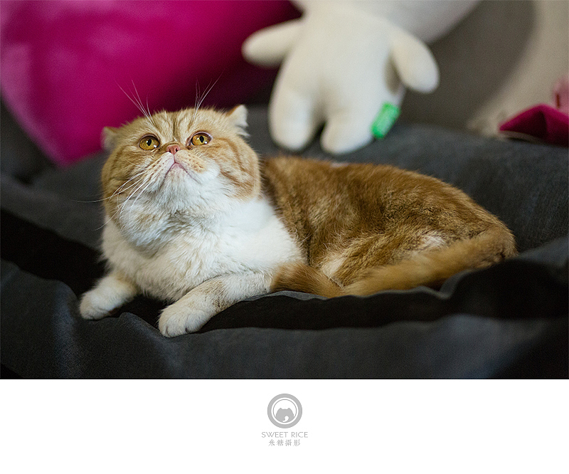 加菲阿宝和乱入的东西（图ZNDY1NjQzMDA=） - 宠物摄影 - 站酷设计师挂糖原创素材 - 站酷ZCOOL