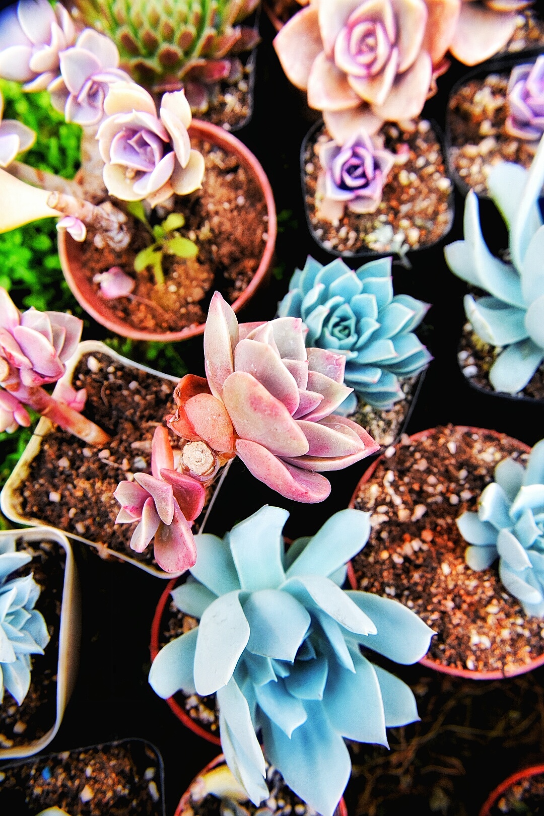 又是一大波多肉袭来