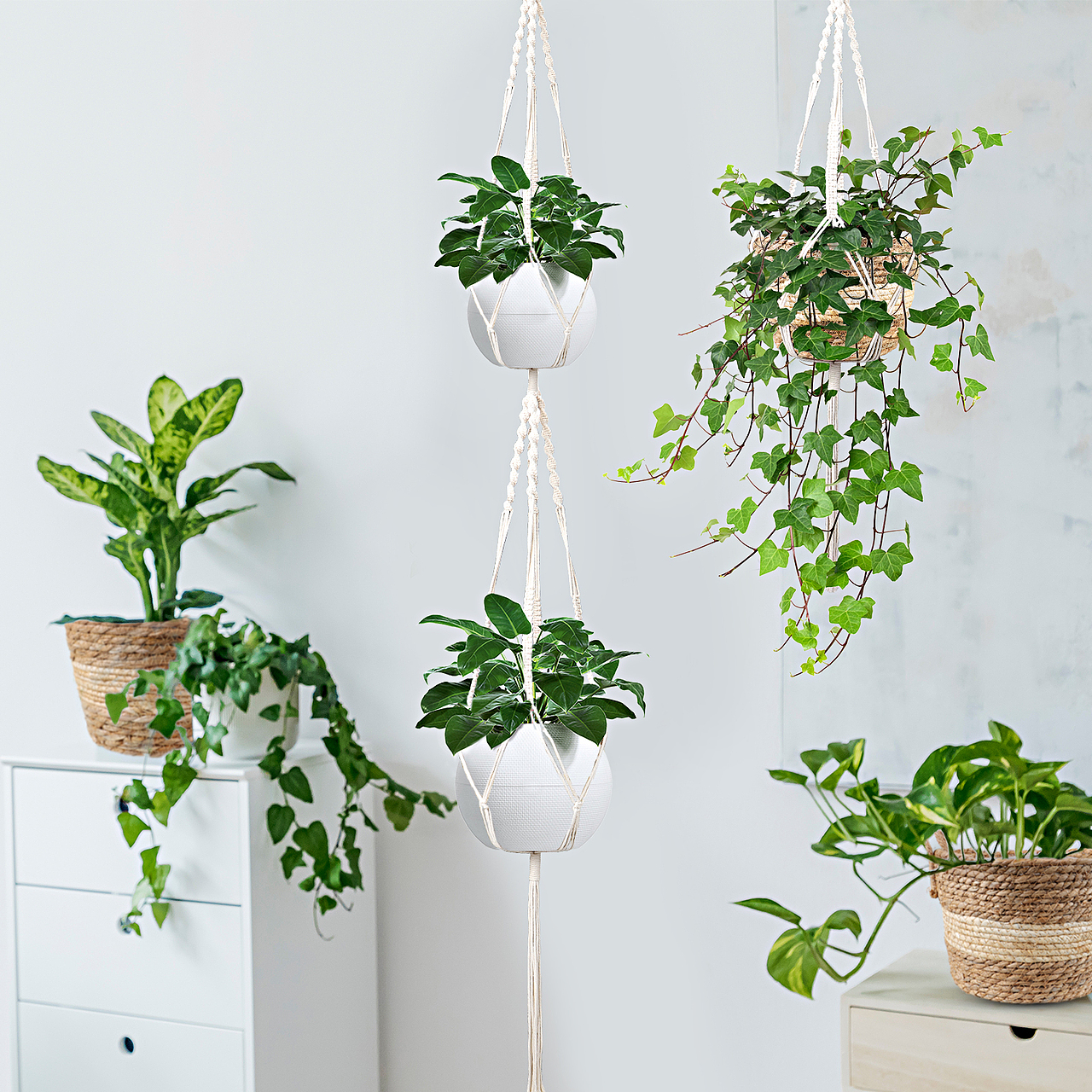 植物吊篮-亚马逊主图