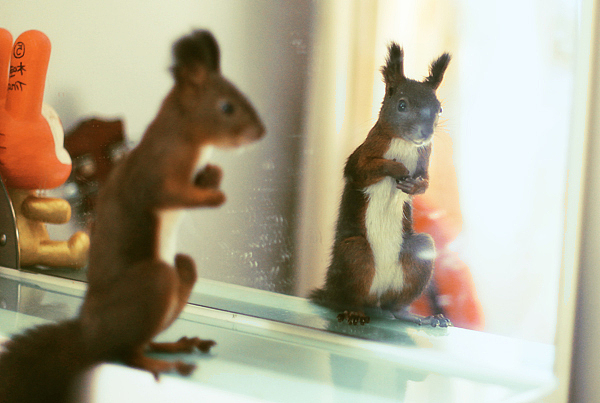 HI~我是爆乳飞（图ZMTc5MzIyMA==） - 宠物摄影 - 站酷设计师pinkmana原创素材 - 站酷ZCOOL