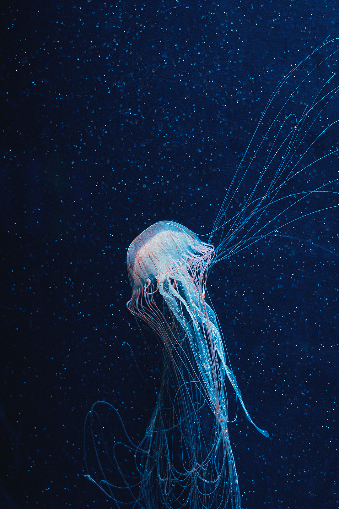 「海底蓝洞」•海洋奇梦馆（图ZMjY2MDc2NDA4） - 人像摄影 - 站酷设计师寶兒boa原创素材 - 站酷ZCOOL