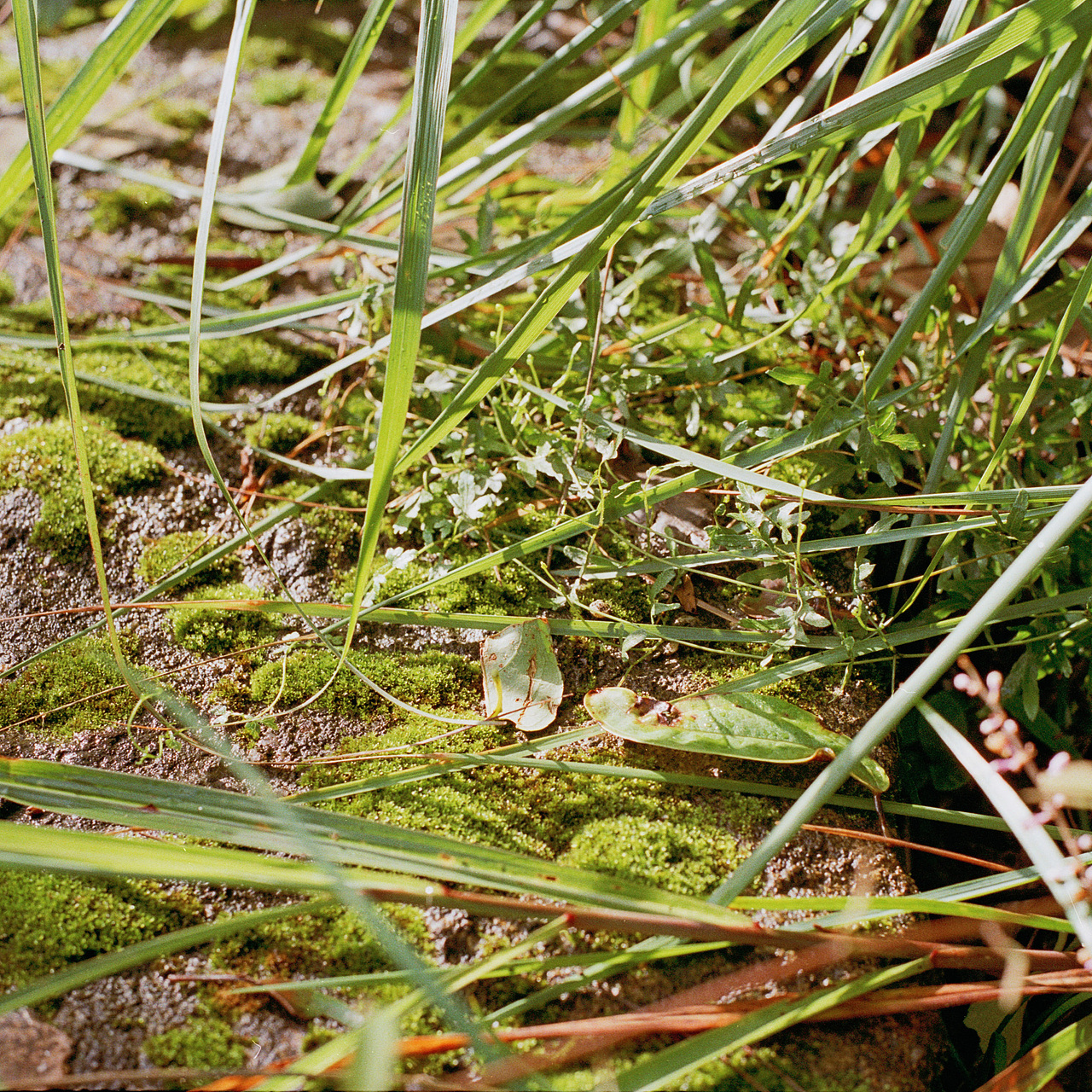 菲林植物图鉴（图ZMTMyMTg3NTQ4） - 人像摄影 - 站酷设计师Chotsins原创素材 - 站酷ZCOOL