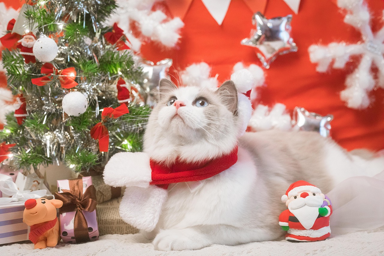 圣诞小火火（图ZMTAwODA1MzY4） - 宠物摄影 - 站酷设计师懒惰的胡奇奇原创素材 - 站酷ZCOOL