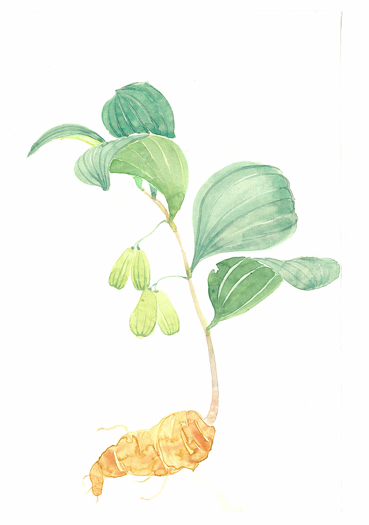 中草药工笔手绘一套