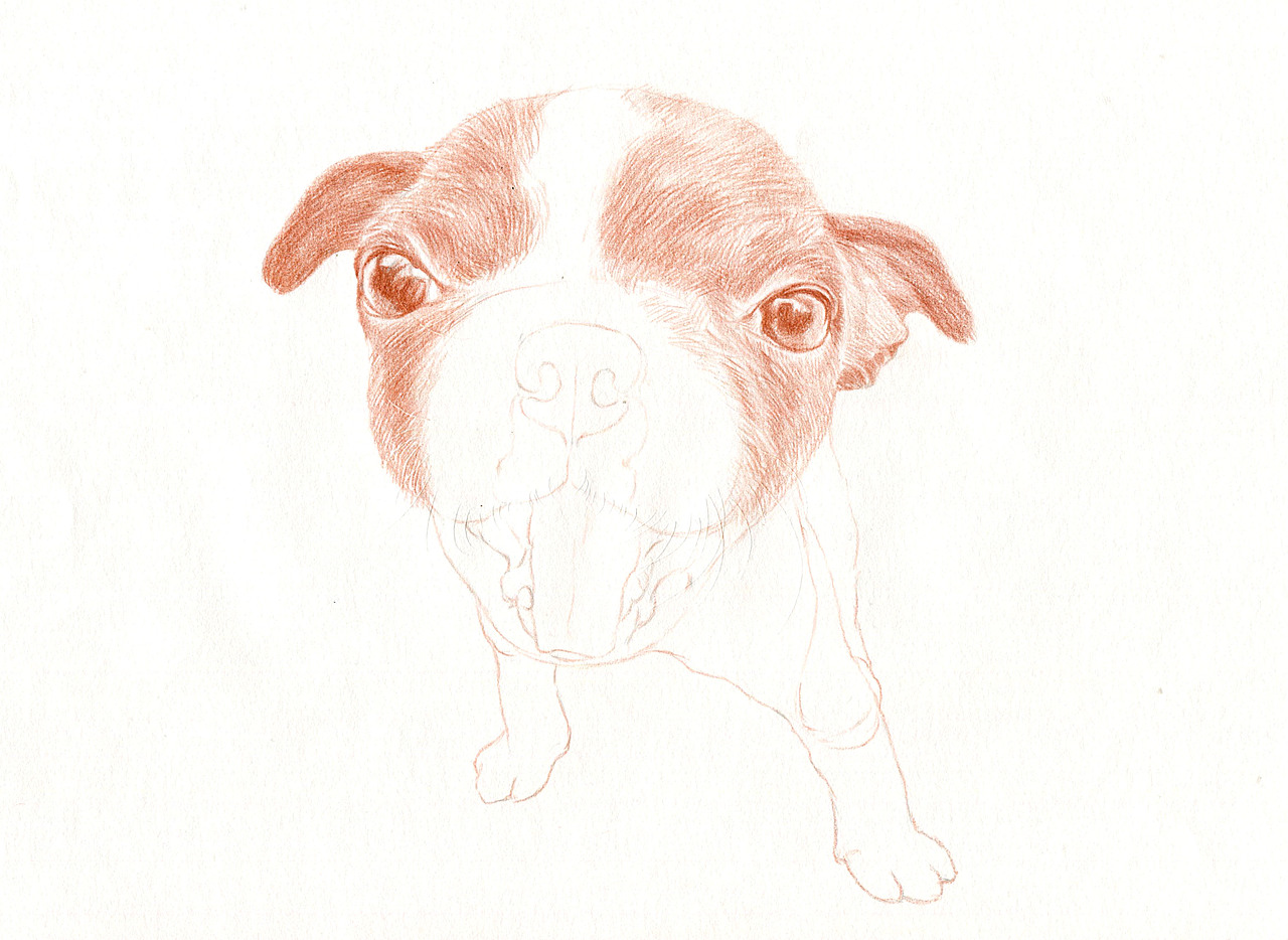 彩铅狗狗——波士顿梗犬（图ZMzU5NDk1NzI=） - 绘画 - 站酷设计师箐莜菲菲原创素材 - 站酷ZCOOL