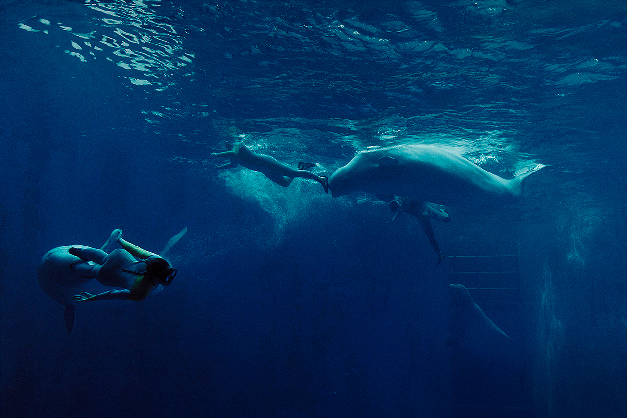 白鲸之恋（图ZMTA4NzQ0OTAw） - 宠物摄影 - 站酷设计师摄魂逐影原创素材 - 站酷ZCOOL