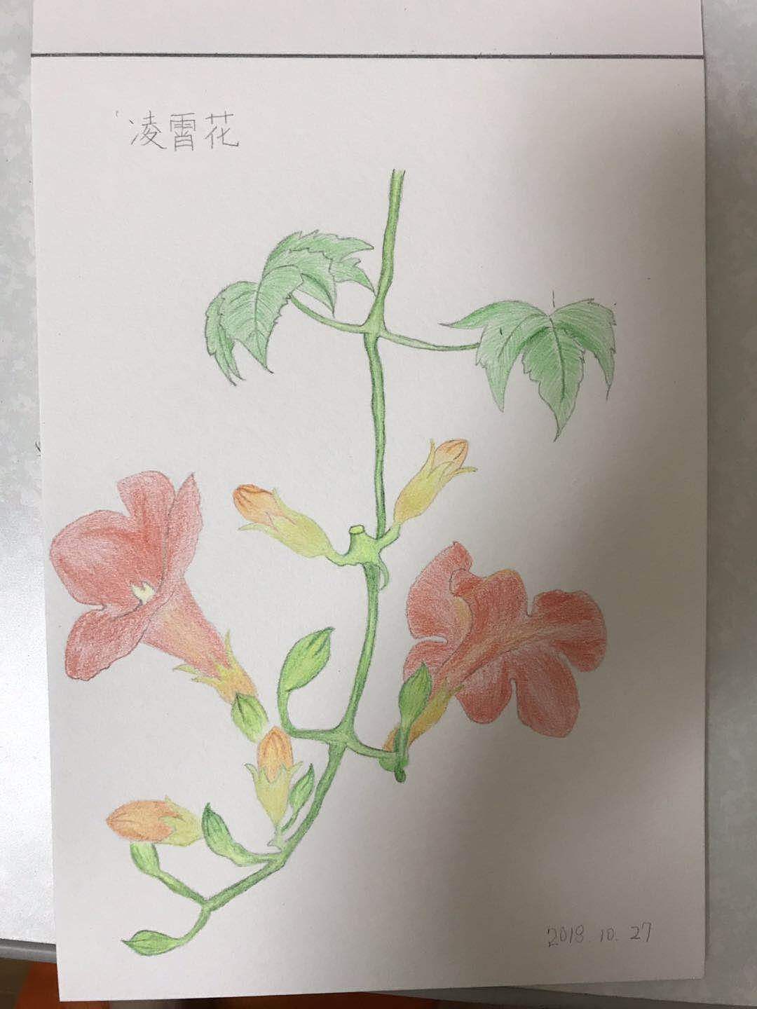 凌霄花（图ZMjQzOTQ4NDky） - 艺术插画 - 站酷设计师Z93442378原创素材 - 站酷ZCOOL