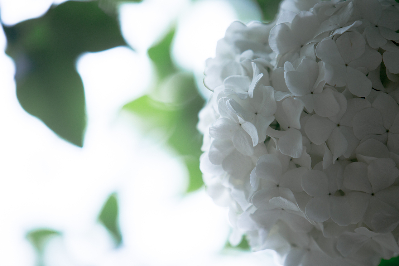 PURE WHITE（图ZNDYyNjY4NjQ=） - 风光摄影 - 站酷设计师浮沉流星原创素材 - 站酷ZCOOL