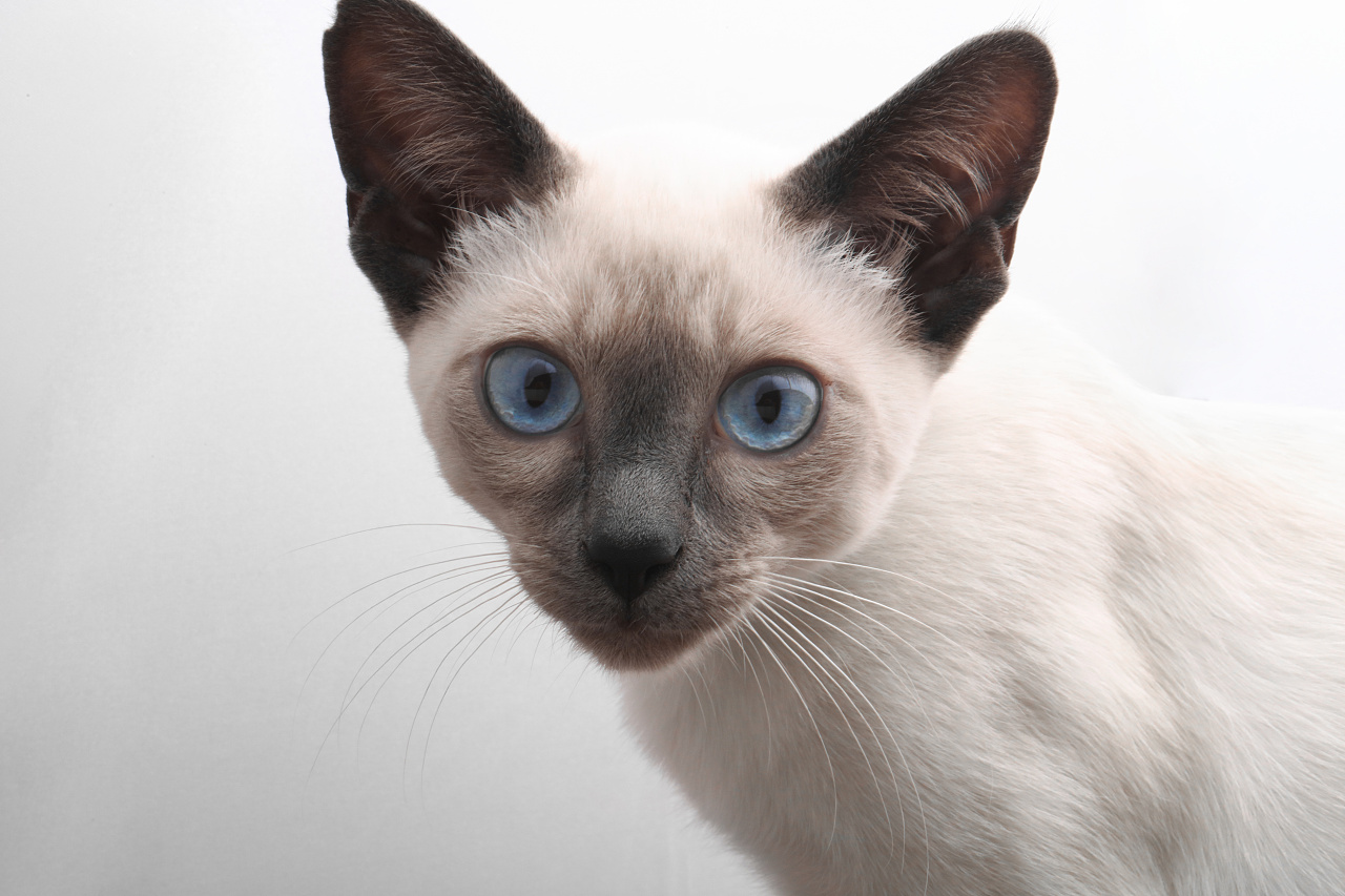 暹罗猫|摄影|宠物摄影|AMYWORKS赛猫摄影 - 原创作品 - 站酷 (ZCOOL)