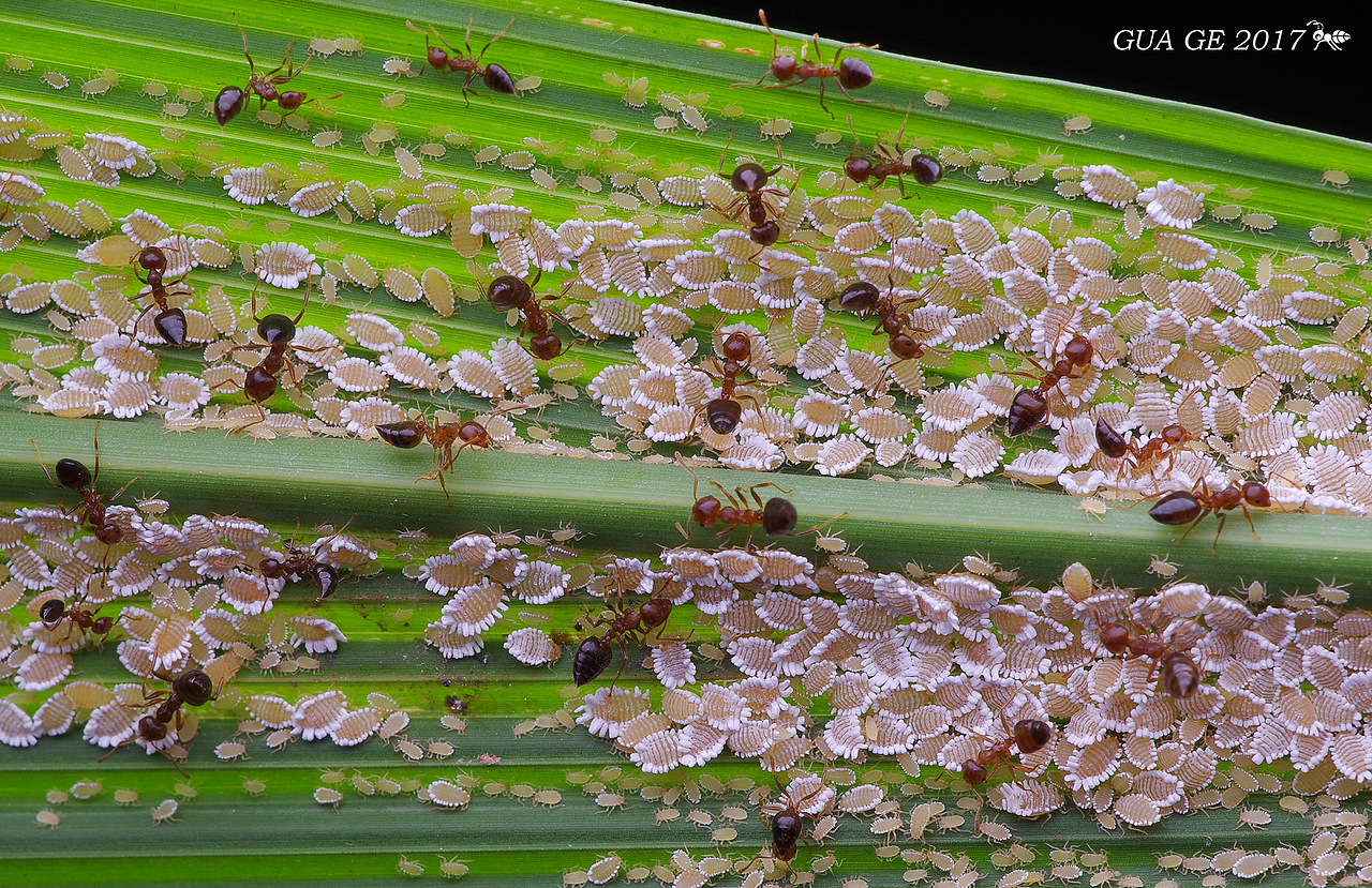 瓜哥生态篇-微距的魅力无处不在（图ZODY0NTQxNjA=） - 风光摄影 - 站酷设计师瓜哥微距摄影原创素材 - 站酷ZCOOL