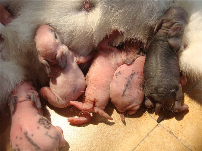 兔宝宝近照,没有毛发的