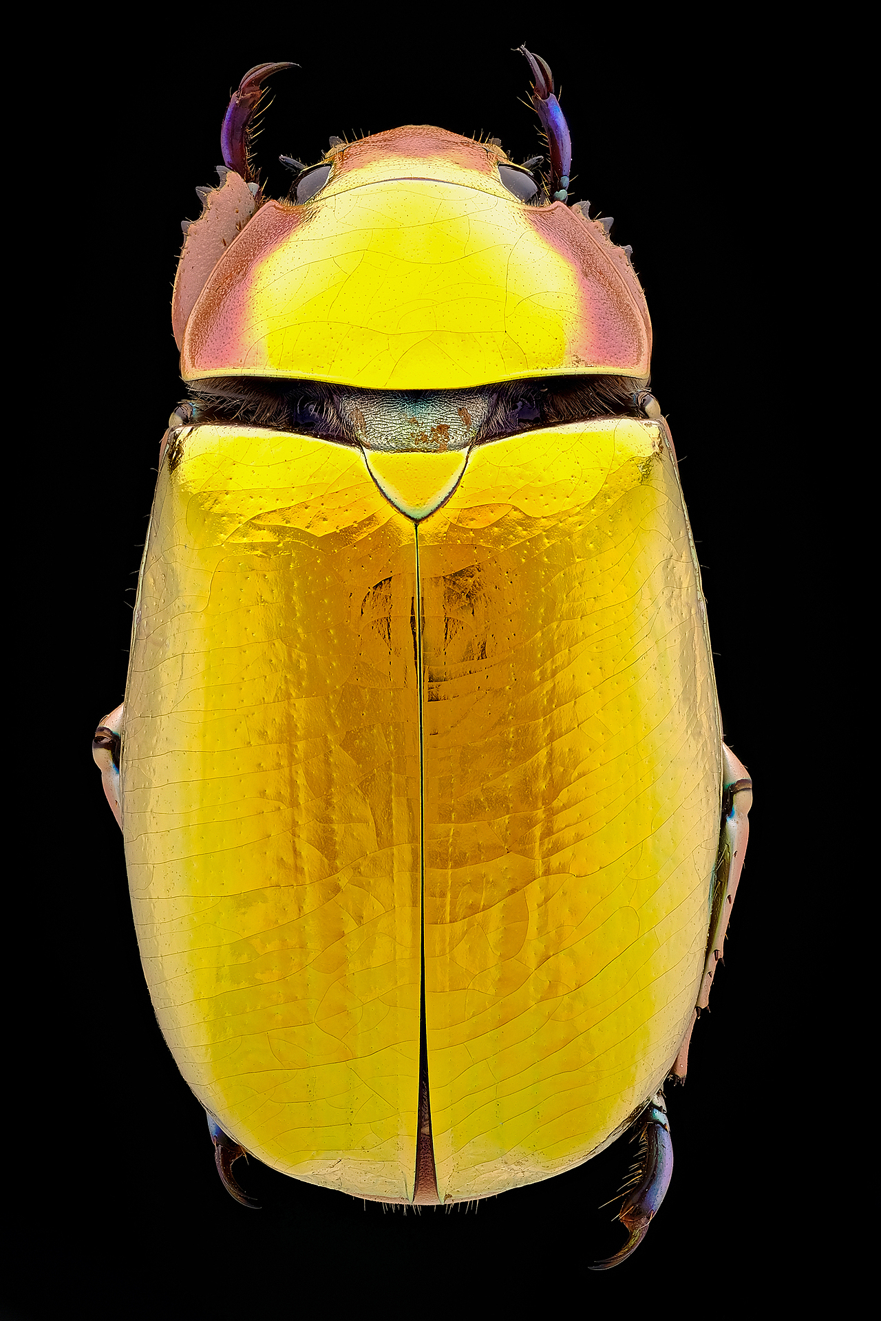 金灿灿的宝石虫-也有银色的