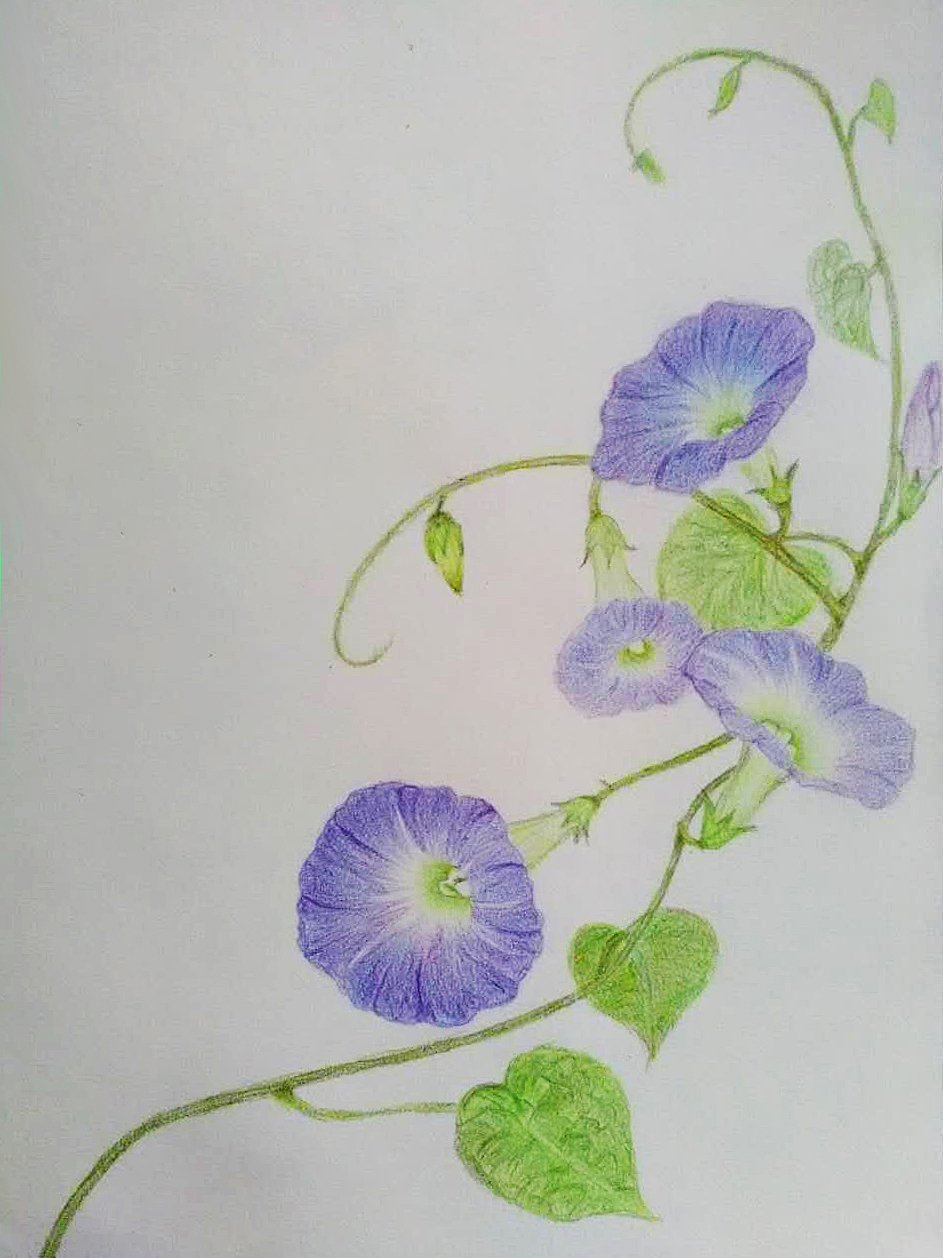 花卉彩铅|平面|图案|陈杜兔兔_原创作品-站酷zcool